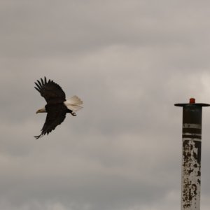 In flight