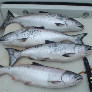 Average Kings 12-15pounds..all caught in 45 minutes