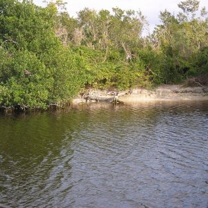 Alligator on bank