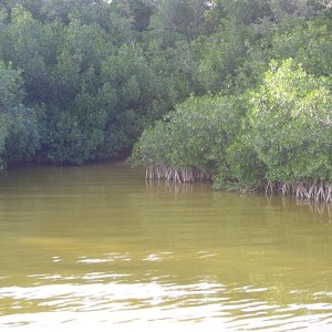Mangroves at Flamingo