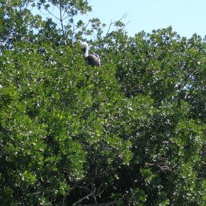 FD pelicans roosting in the trees at Sugarloaf Key