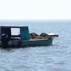 Media 'An oysterboat loaded down. Good eating!' in album 'On I-10 between Phoenix and Tucson'