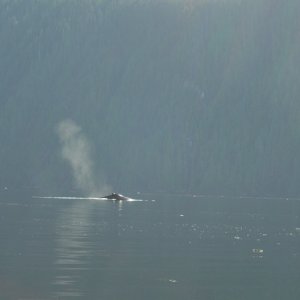 (Bess-C) The Broughtons-Minke Whale Tribune Channel