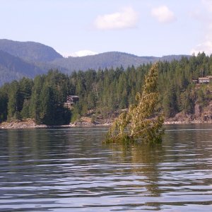 (True Story) Floating tree