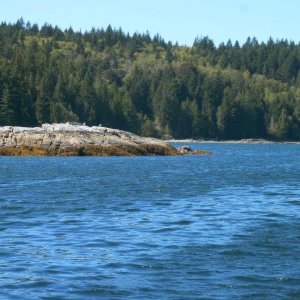 (TwoLuckyFish) Entering Squirrel Cove