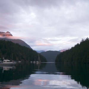 (TwoLuckyFish) Lots of Dories 2