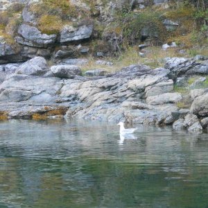 (TwoLuckyFish) Sea Gull