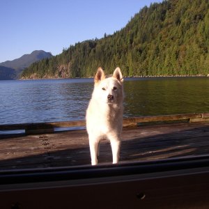 Chimo, Kyle's dog at Toba Wildernest