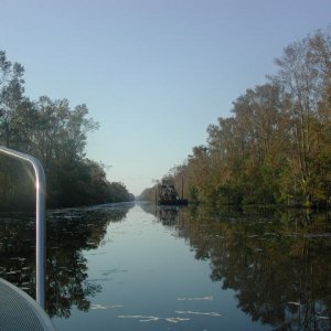 After the rigors of Chesapeake Bay, the calm water of the Great Dismal Swamp Canal was a pleasant respite.  Lots of wildlife!