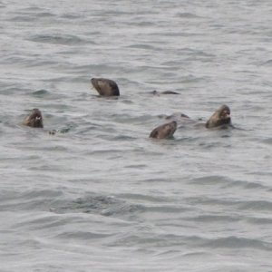 Sea otters feeding in Watmough Bay