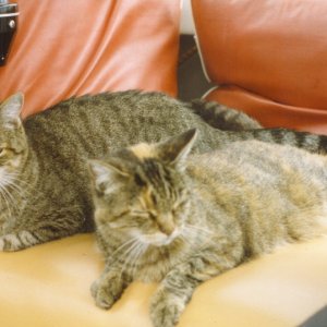 Jeek & Squirrel       Our boat cats on our first boat, a trimaran.