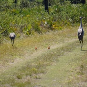 Encountered a crane family on the nature walk led by Troy