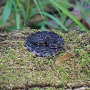 Pygmy rattlesnake