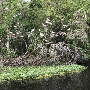 Ibis (birds) in the trees along the Hontoon Dead River
