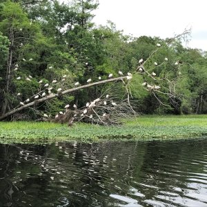 Ibis (birds) in the trees along the Hontoon Dead River