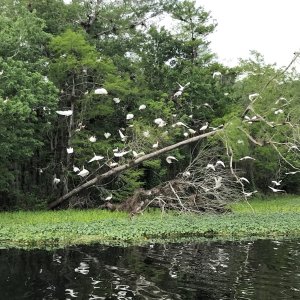 Ibis taking flight along the Hontoon Dead River