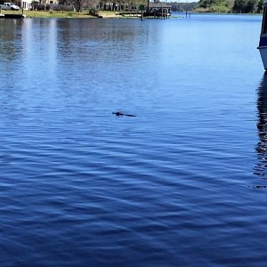 Hontoon Alligator leaving the park.