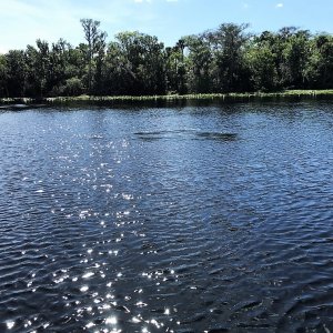 The boil in the photo is caused by a Manatee. These are telltail signs to look for and be sure to idle down or go to neutral.