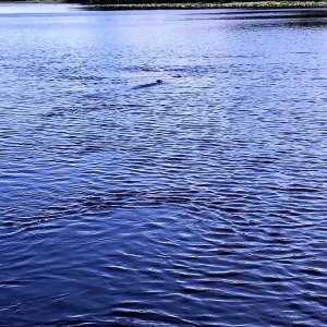 You can barely see the  Manatee snout in this photo.