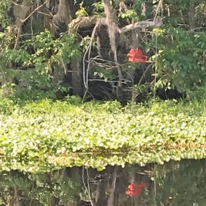 Lots of birdhouses hang along Blue Creek!