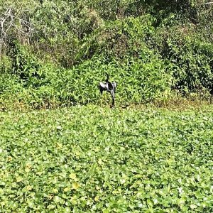 About the center of the photo is a black bird with his wings spread out. This is an Anhinga. They open their wings like this to dry.