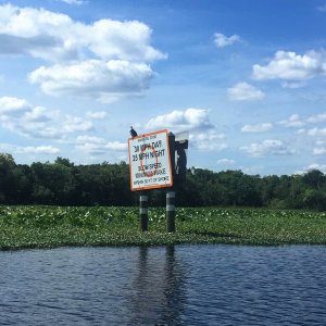 Osprey sitting on the speed limit sign.