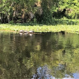 Turtles along Blue Creek