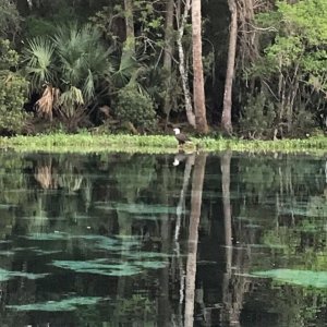 Bald Eagle in Silver Glen Springs