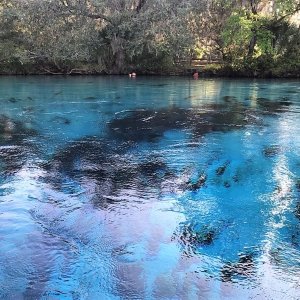 Actual springs boiling up in Silver Glen Springs