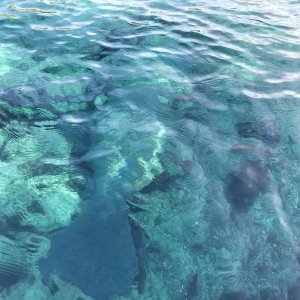Manatee in Silver Glen Springs