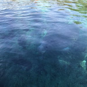 Manatee in Silver Glen Springs