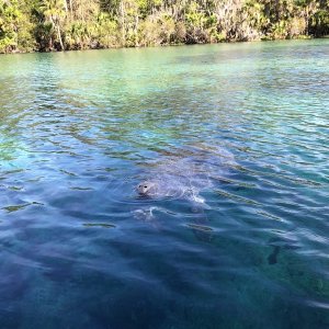 Manatee in Silver Glen Springs