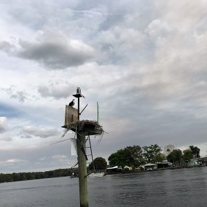 Osprey on Marker