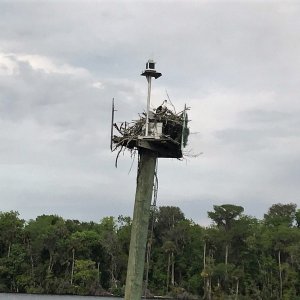 Osprey nesting on one of the day boards