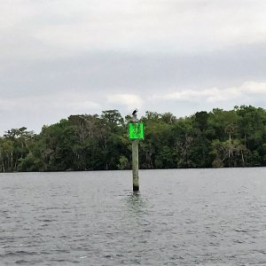 Another Osprey nesting on a River marker.