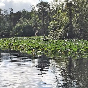 Anhinga drying it\'s wings along Murphys Creek