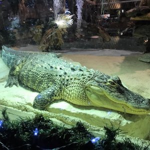 Clarks Fish Camp Restaurant. Yes, that is a real gator!