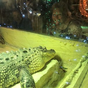 Rosanne and Mike staring down the gator.