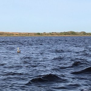 Pelican hanging out on the River