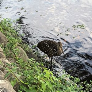 Limpkens at Hontoon SP