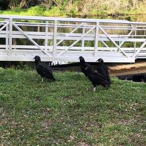 Black Vultures at Hontoon SP