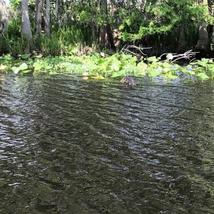 Non photogenic alligator jumping off log