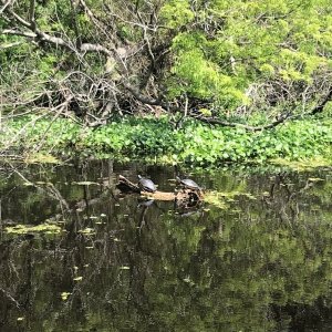 Turtles on the Hontoon Dead River.