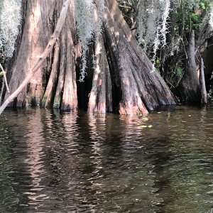 Look closely at the center of the Cypress roots, and you\'ll see some pink stuff. This is Apple Snail Eggs.