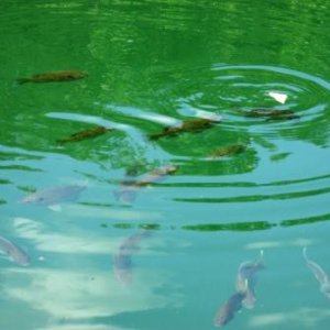 Bluegills looking for free handouts