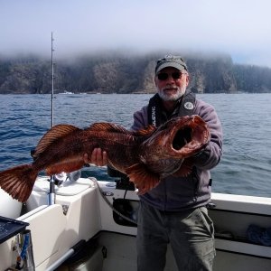 Lingcod 2020