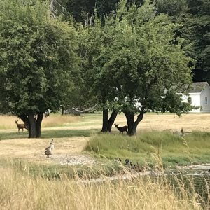 15 - English Camp - Wildlife