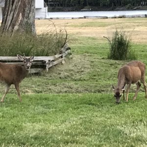 Media '16 - English Camp Deer' in album '1- Keystone Ferry - aka Seattle ByPass!'