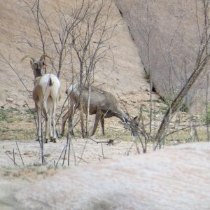 Mountain Sheep in Mountain Sheep Canyon - note tracking collars