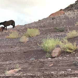 Wild horse in Cha Canyon